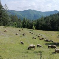 Продават се овце , снимка 1 - Овце - 45768517