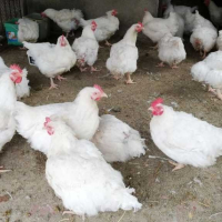 Петли Бройлери,петлета , яйца, носачки,ярки, месо,пилета,кокошки , снимка 2 - Кокошки и пуйки - 27686230