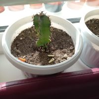 Различни кактуси, снимка 16 - Стайни растения - 45350691