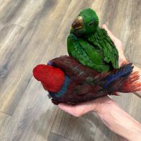 Ръчно хранени папагали Еклектус, снимка 2 - Папагали - 46122781