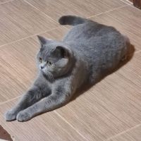 Британска късокосместа котка, снимка 4 - Британска късокосместа - 45148433