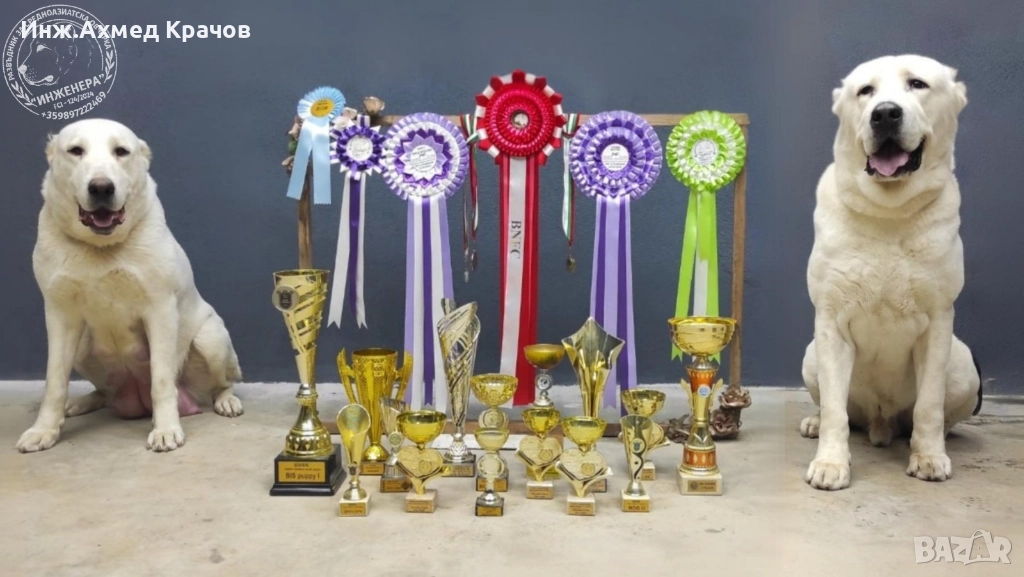 Алабай малки, снимка 1