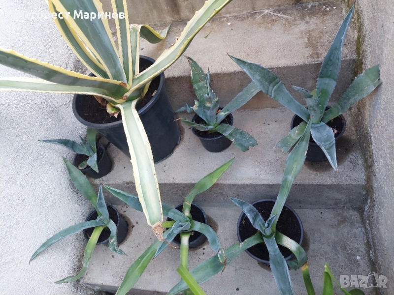 Столетник , снимка 1