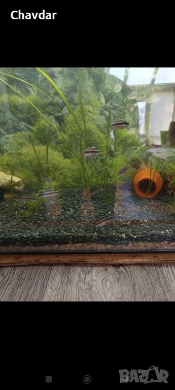 Крибензиси , снимка 1