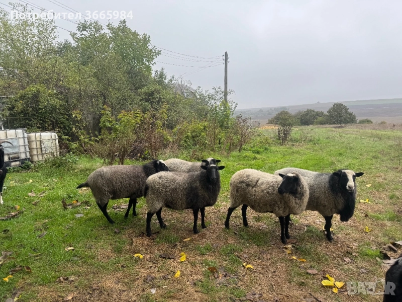 Романовски шилета и коч, снимка 1