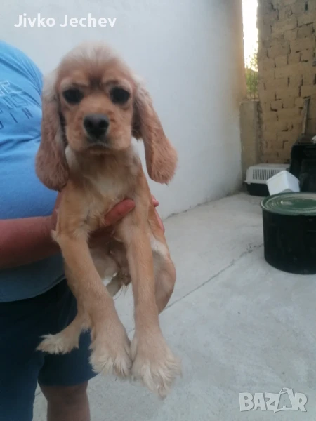 Кокер шпаньол , снимка 1