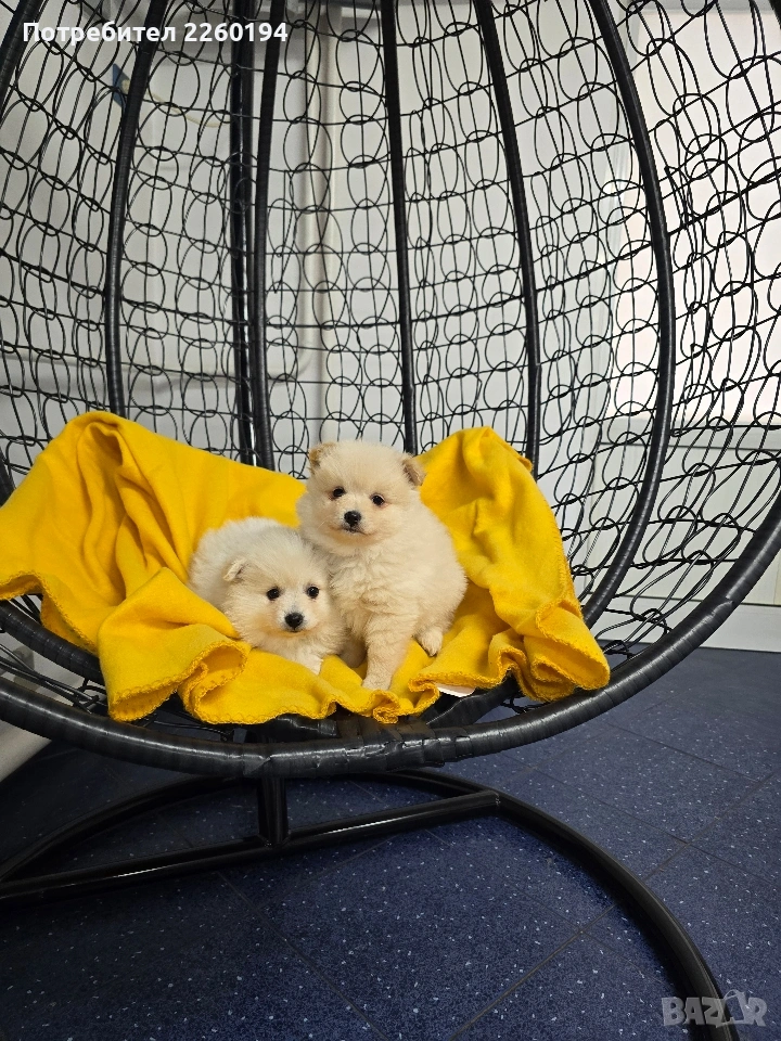 померан , снимка 1