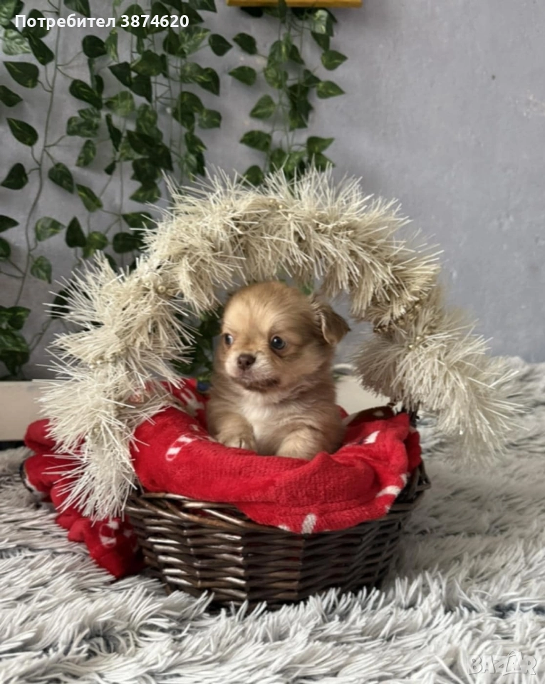 чихуахуа момченца, снимка 1