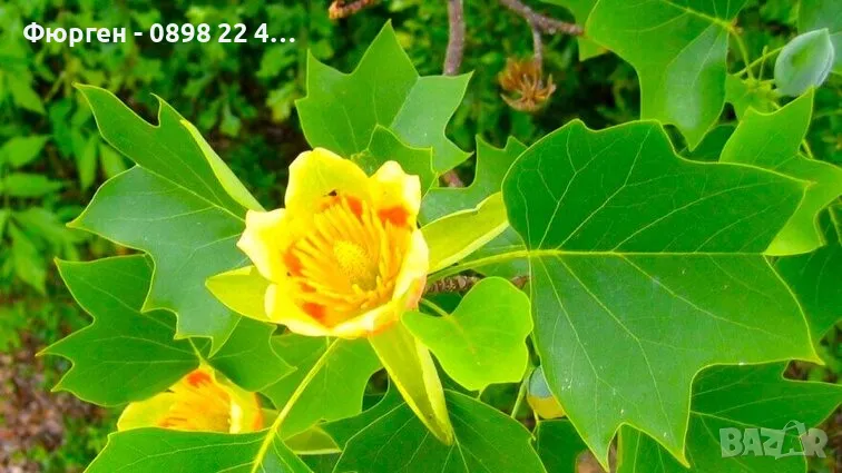 Лирово дърво (Liriodendron), снимка 1