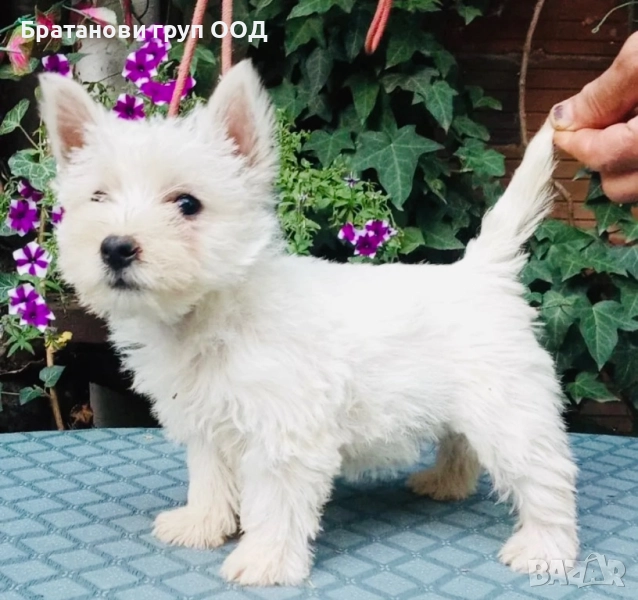 Уест Хайленд Уайт териер-Уести, снимка 1