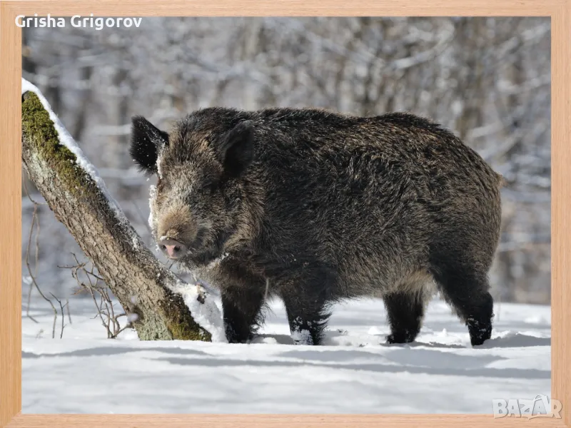 Фотокартина с дива свиня, снимка 1