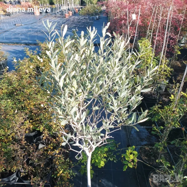 Европейска маслина (Olea europaea) сорт Халкидики, дръвче, снимка 1