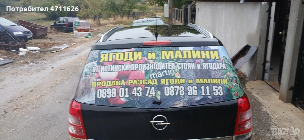 Разсад ягоди и малини , снимка 1