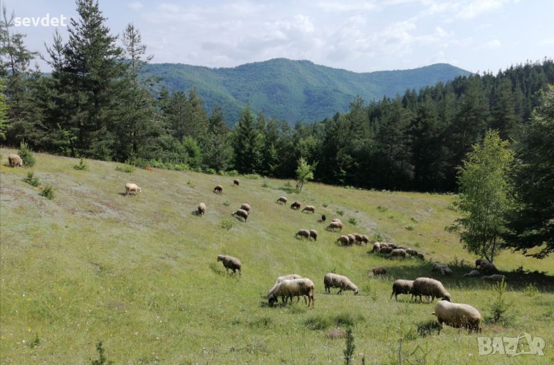 Продават се овце , снимка 1