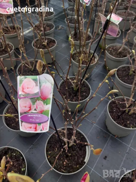 Magnolia Pink ice(Магнолия Розов лед), снимка 1