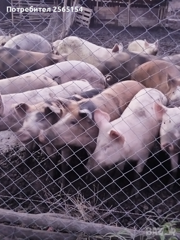 Прасета за коледа, снимка 1