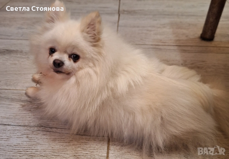 Померан, снимка 1