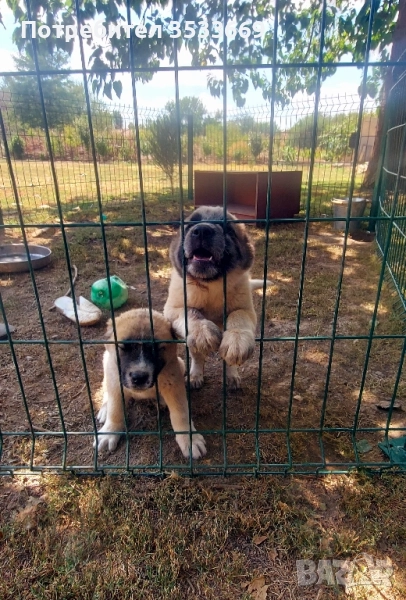 Кавказка овчарка, снимка 1