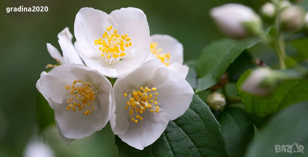 Филаделфус (Philadelphus),, снимка 1