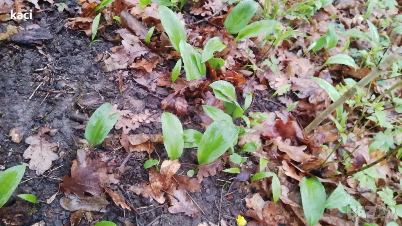   левурда ,луковици на цена от 1лев., снимка 1