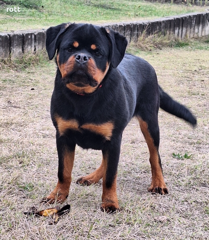 РОТВАЙЛЕР, снимка 1