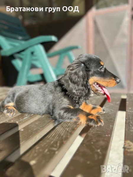 Дългокосмест Дакел, снимка 1