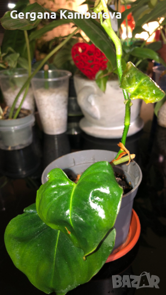 Philodendron Lupinum , снимка 1