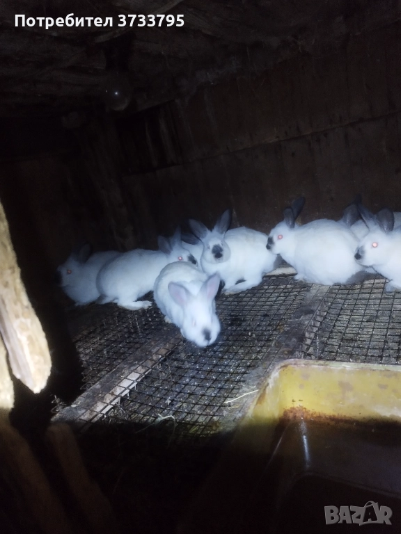 Калифорнийчета, снимка 1