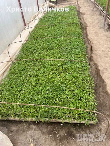 Разсад домати розова магия и червен азия