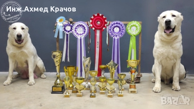 Алабай малки