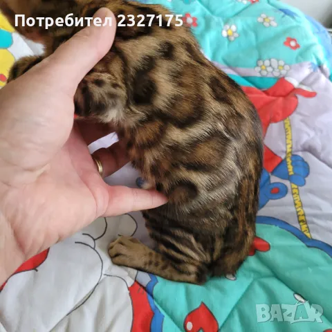 Бенгалска котка, снимка 6 - Бенгалски - 25815287