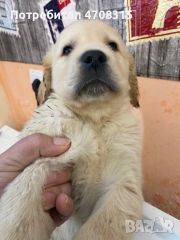 Голдън ретривър  момче родословен баща , снимка 8 - Голдън ретривър - 53604947