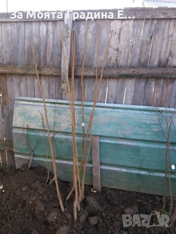 Слива - Пламкот (Кайсия-слива хибрид) , снимка 5 - Градински цветя и растения - 53618579