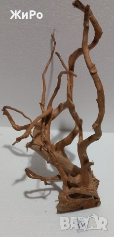 Корен от Азалия /декорация/ 11, снимка 2 - Други - 49875030