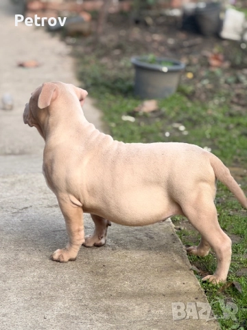 Американско були, снимка 2 - Питбул - 51911928