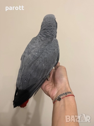 Ръчно хранен папагал Жако, снимка 8 - Папагали - 52794001