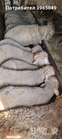 Агнета мъжки , снимка 2 - Други животни - 52484008