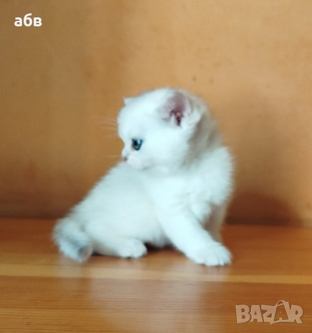 британски сребърни , снимка 5 - Чинчили - 54272146