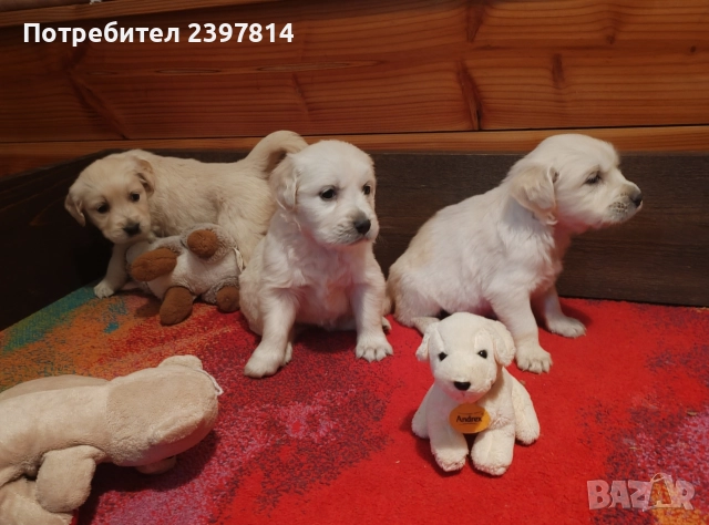 Голдън ретривър , снимка 10 - Голдън ретривър - 52842514