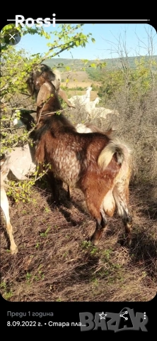 Англо-нубийски пръчлета за разплод, снимка 4 - Кози - 53256998