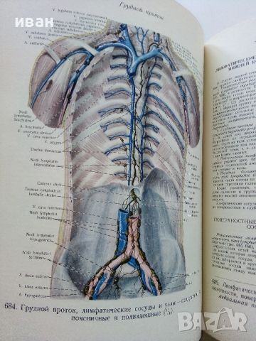 Атлас анатомии человека  том 2 - Р.Д.Синельников - 1956г., снимка 5 - Специализирана литература - 45536071