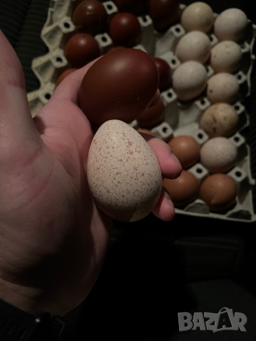 Оплодени яйца за люпене от кокошки и пуйки