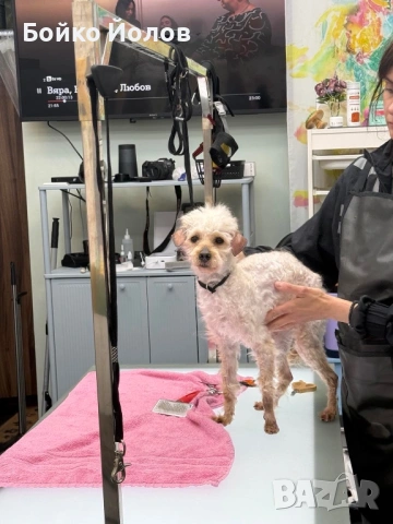 Подарявам пудел, снимка 4 - Пудели - 54295749