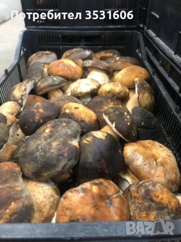 Предлагам Замразена Манатарка ,Горски плодове,Малини, Боровинка,Къпина 