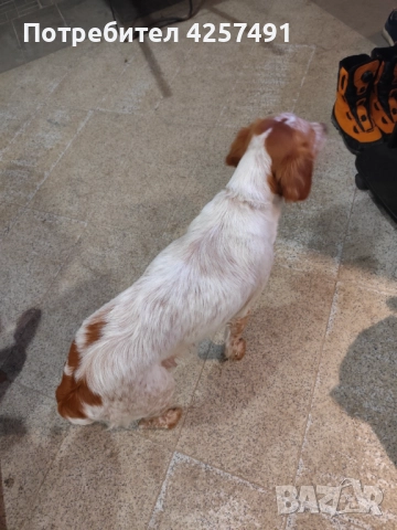 Продавам малки кученца епаньол бретон шпаньол, снимка 4 - Други - 52855443