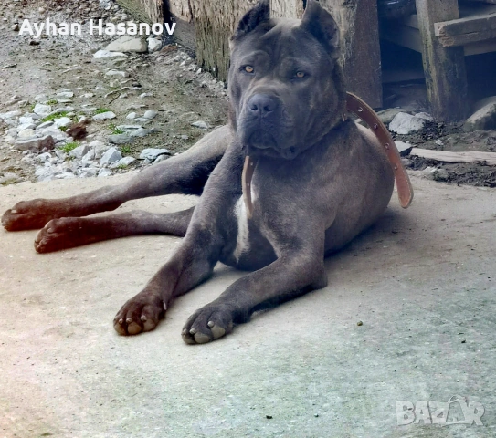 Търсим женско Кане Корсо за Разплод , снимка 3 - Търси партньор - 53950784