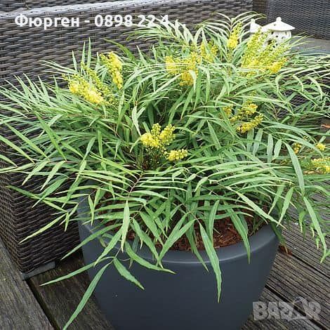 Махония (Mahonia soft caress) Цена 26лв, снимка 5 - Разсади - 45689741