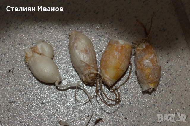 Ифейон – розов (Ipheion uniflorum 'Charlotte Bishop') – луковици, снимка 2 - Сортови семена и луковици - 52372399