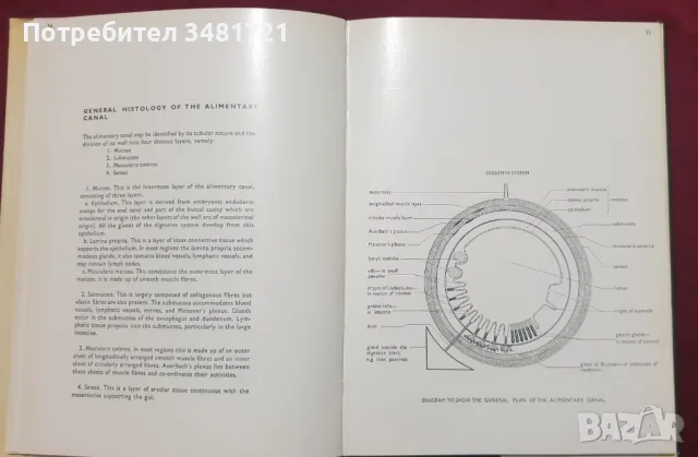 Хистологичен атлас / An Atlas of Histology, снимка 9 - Специализирана литература - 47891196