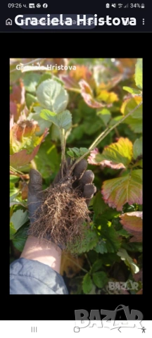 Продавам здрав разсад ягоди , снимка 2 - Градински цветя и растения - 53942494